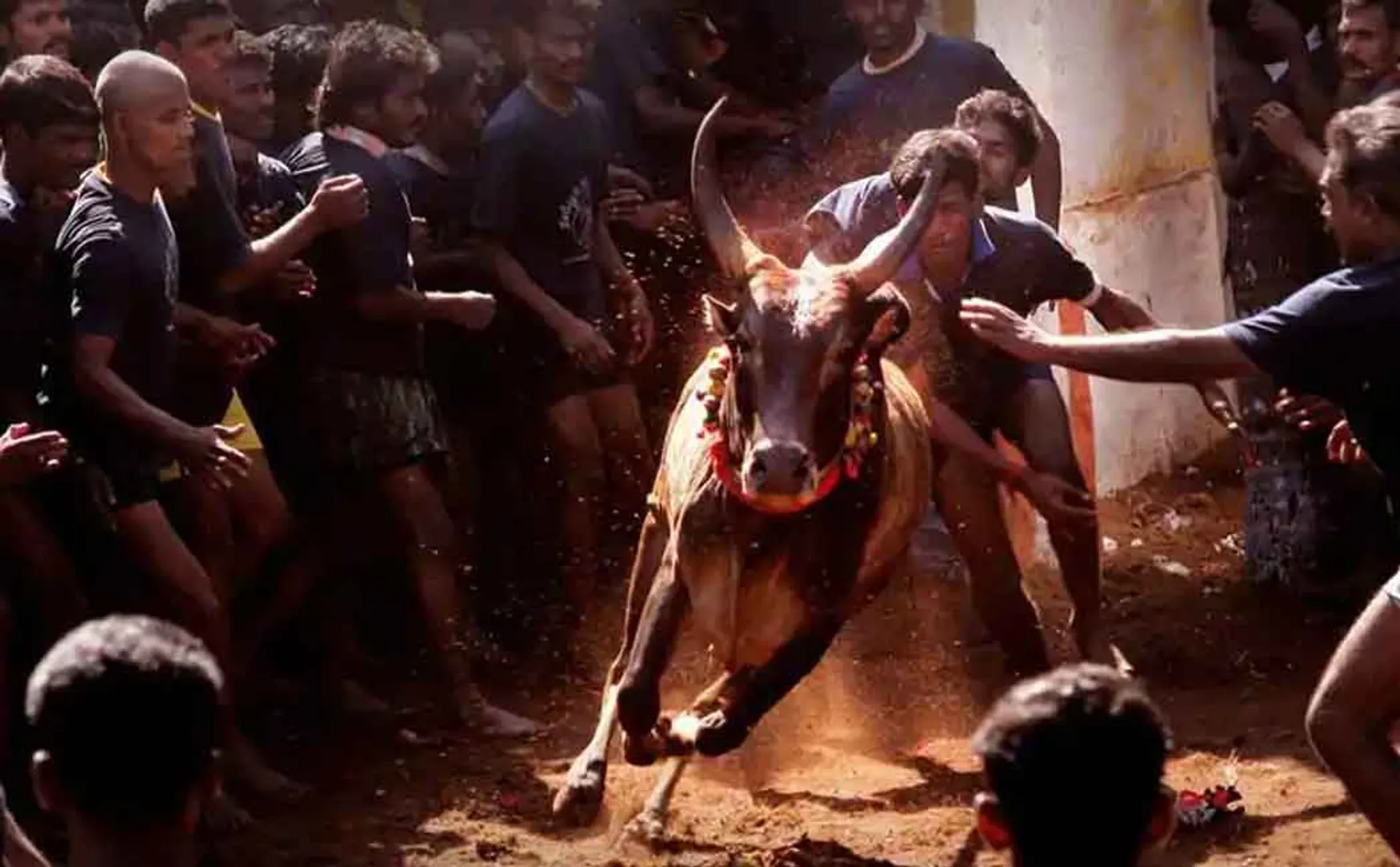 JALLIKATTU