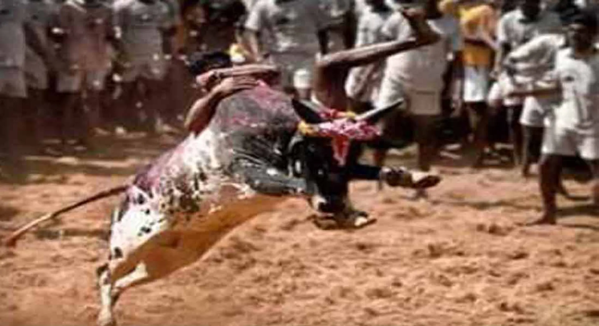 Jallikattu started in Trichy !