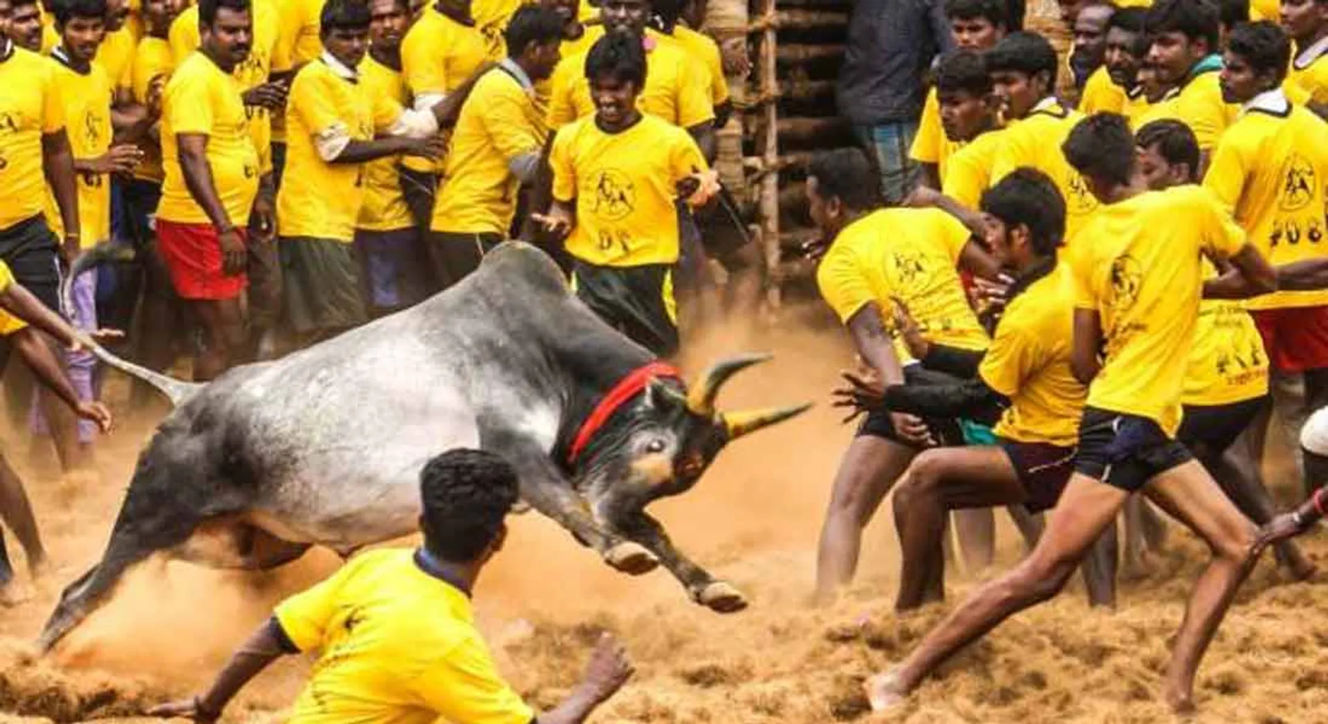 jallikattu 