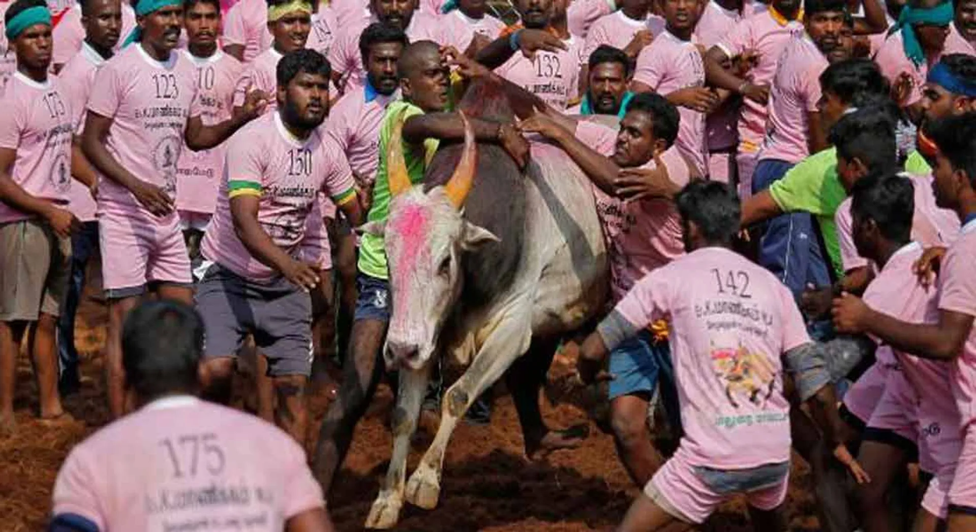  6 people injured in Alanganallur jallikattu
