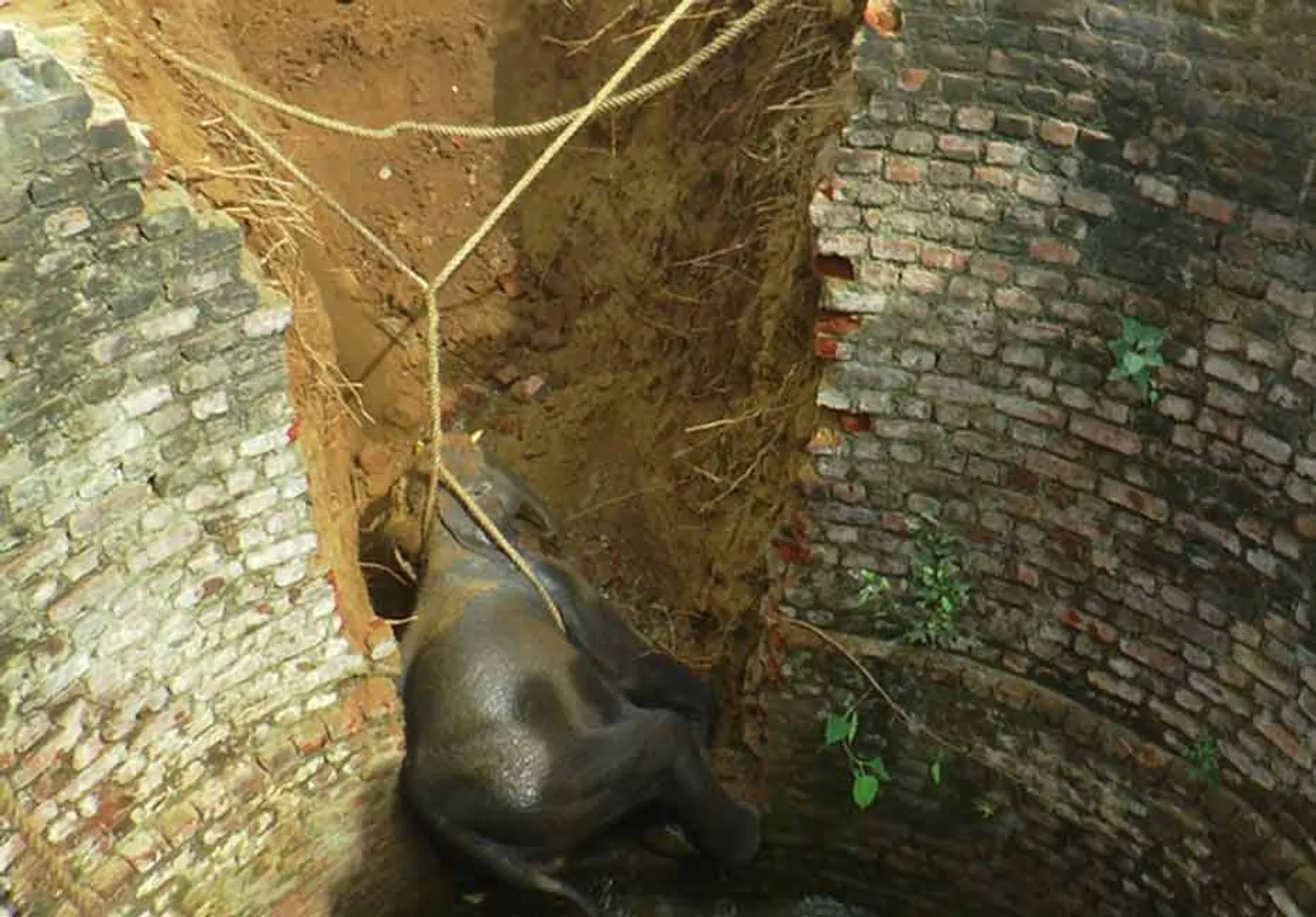 baby elephant