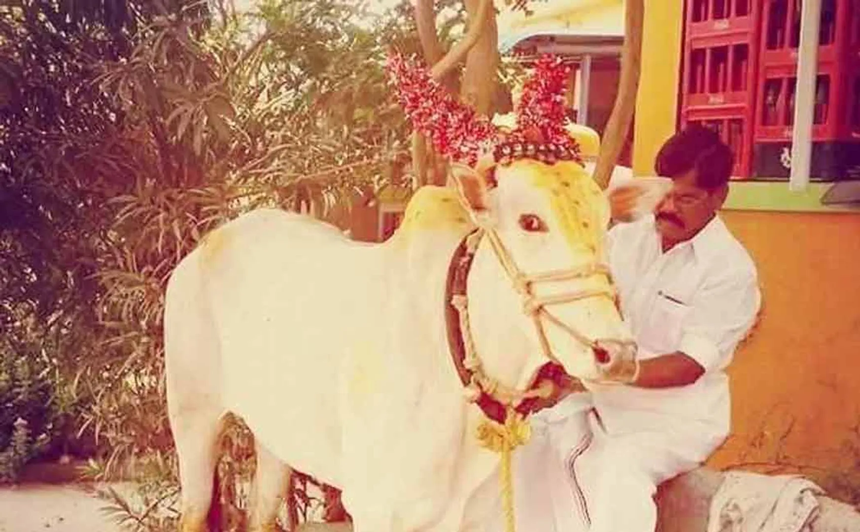 jallikattu bull 