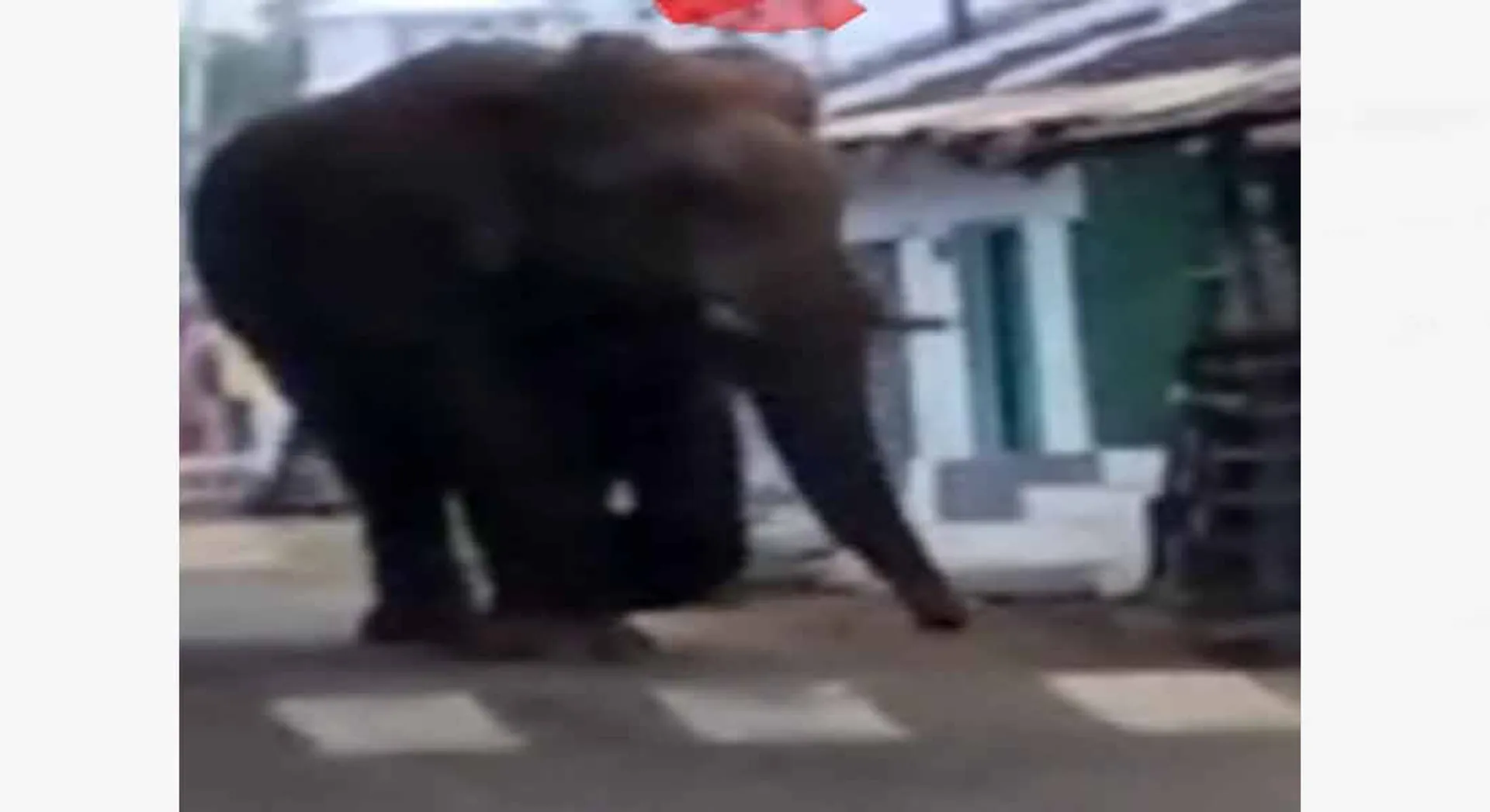WILD ELEPHANT CHINNATHAMPI IN AGAIN ENTER VILLAGE 