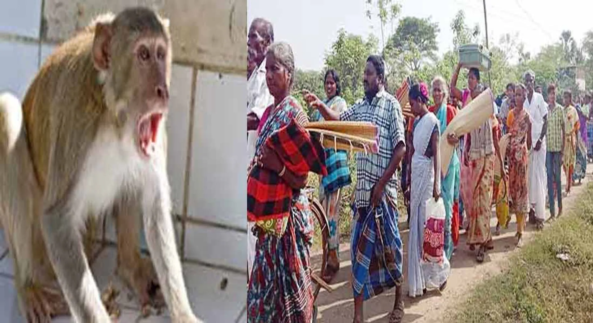 VACATE THE VILLAGE BECAUSE OF MONKEY 