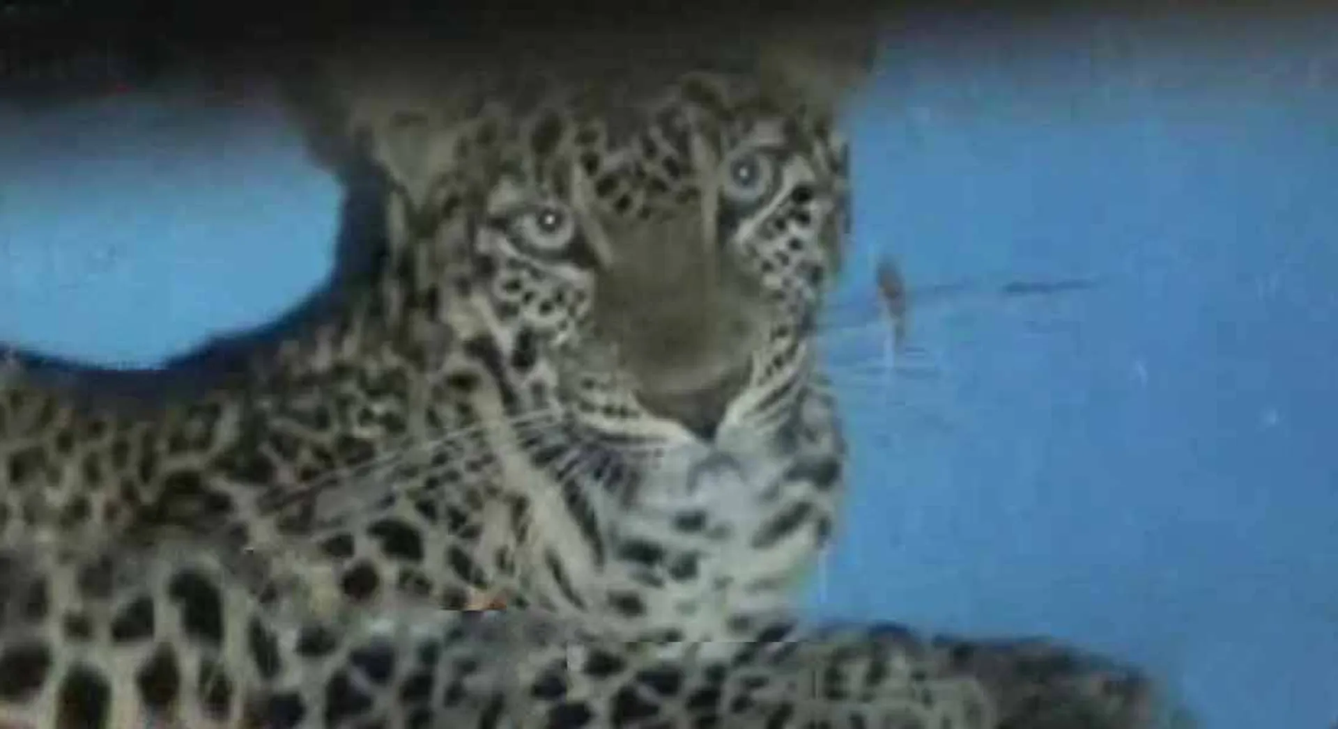 leopard under the Cot in nilagiri