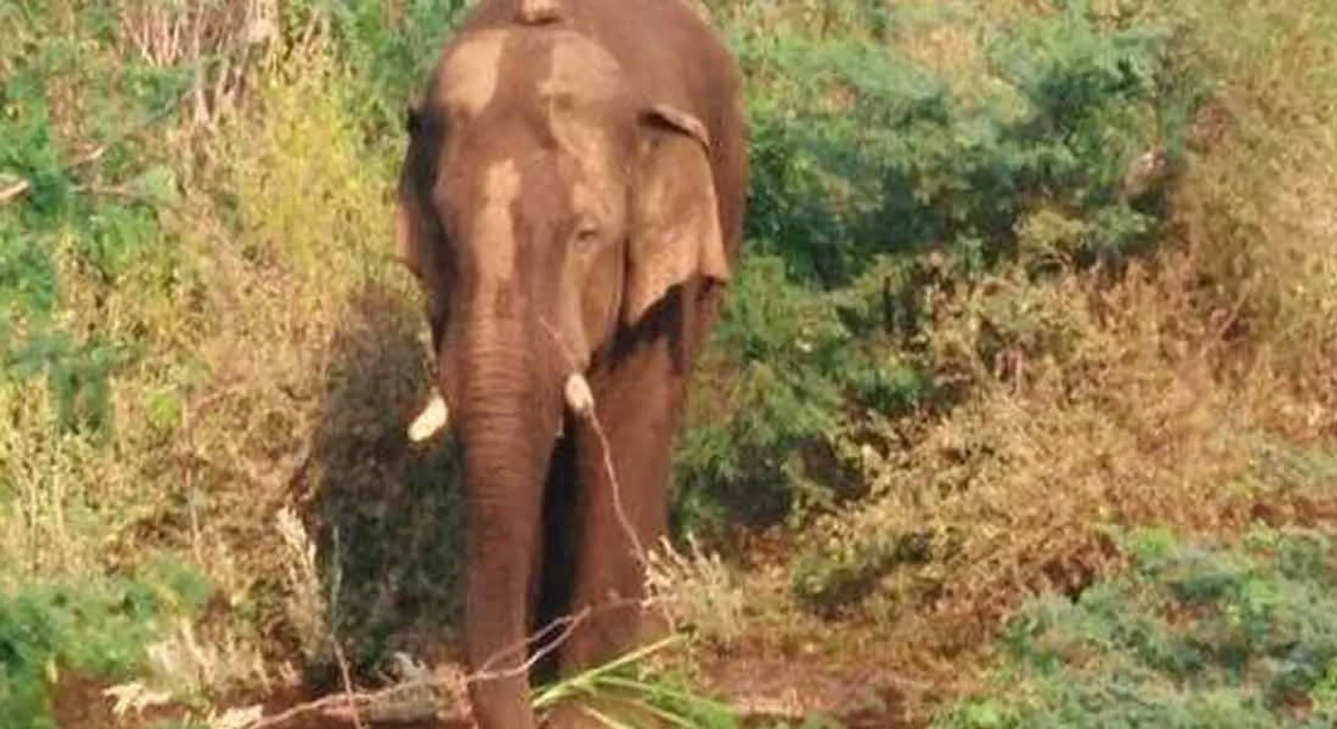 chinnathampi 
