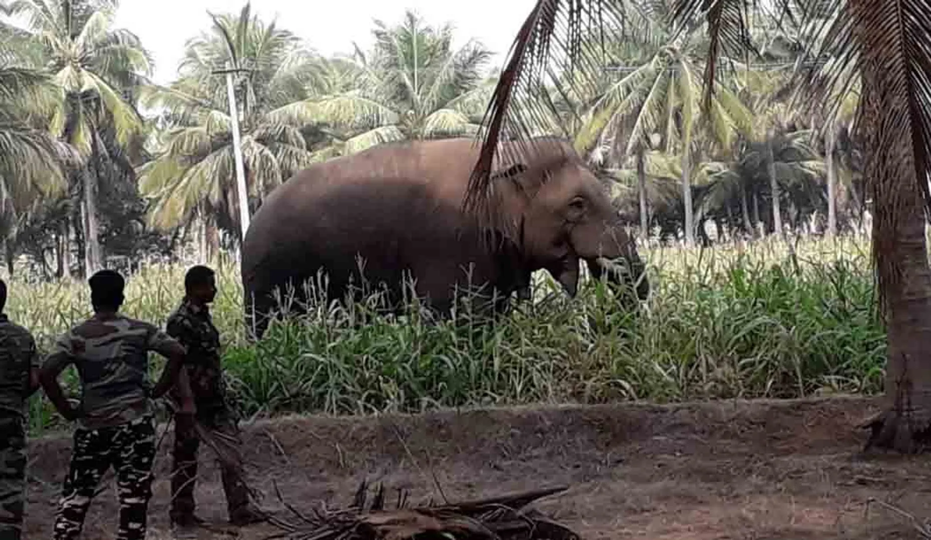 chinna thambi elephant