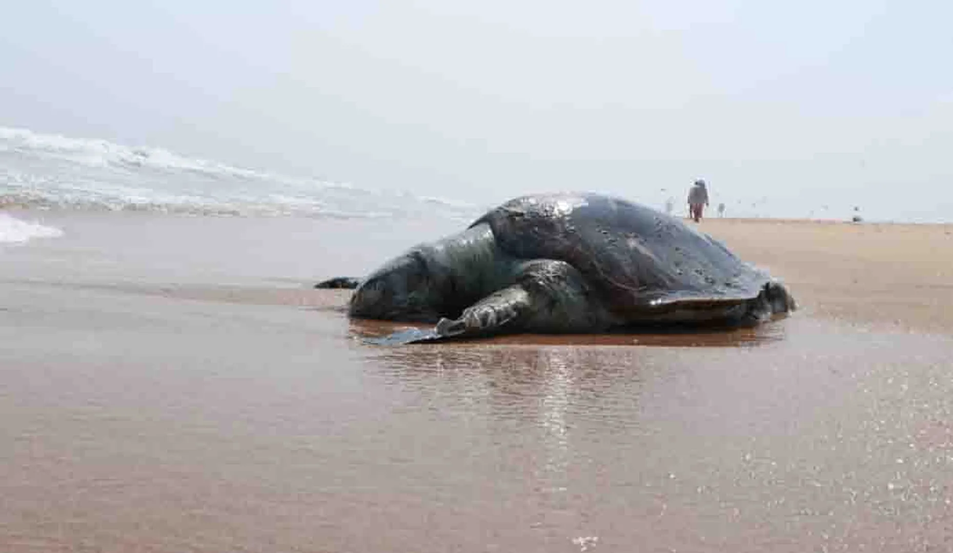 Sea Tortoise  - Chennai Marina