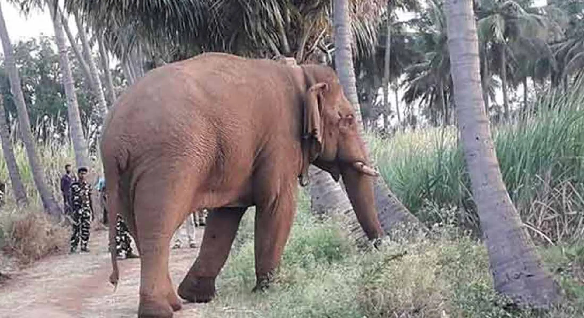 chinnathampi 