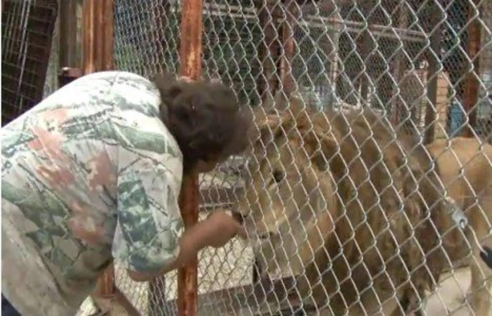 lion doctor humanity 