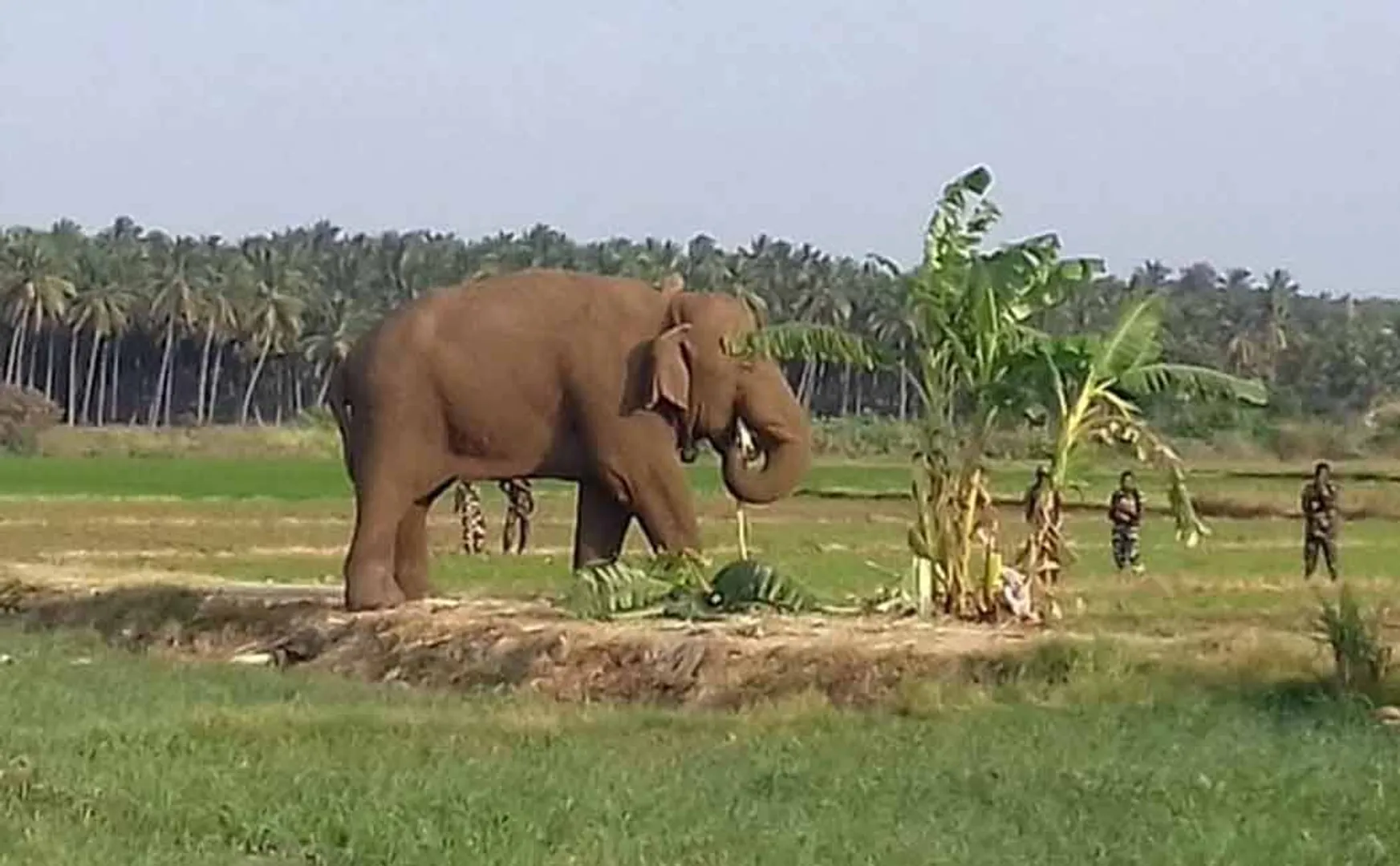 chinna thambi elephant