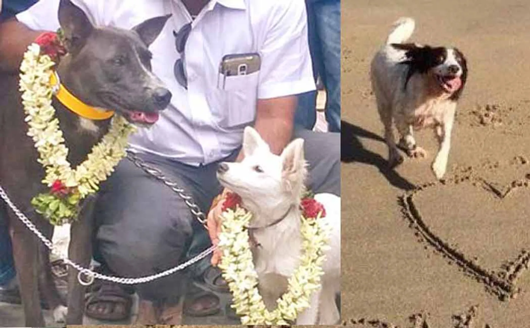 dogs marriage
