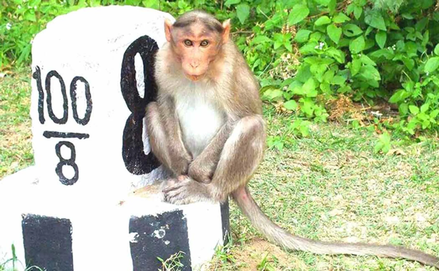 kodiyakkarai