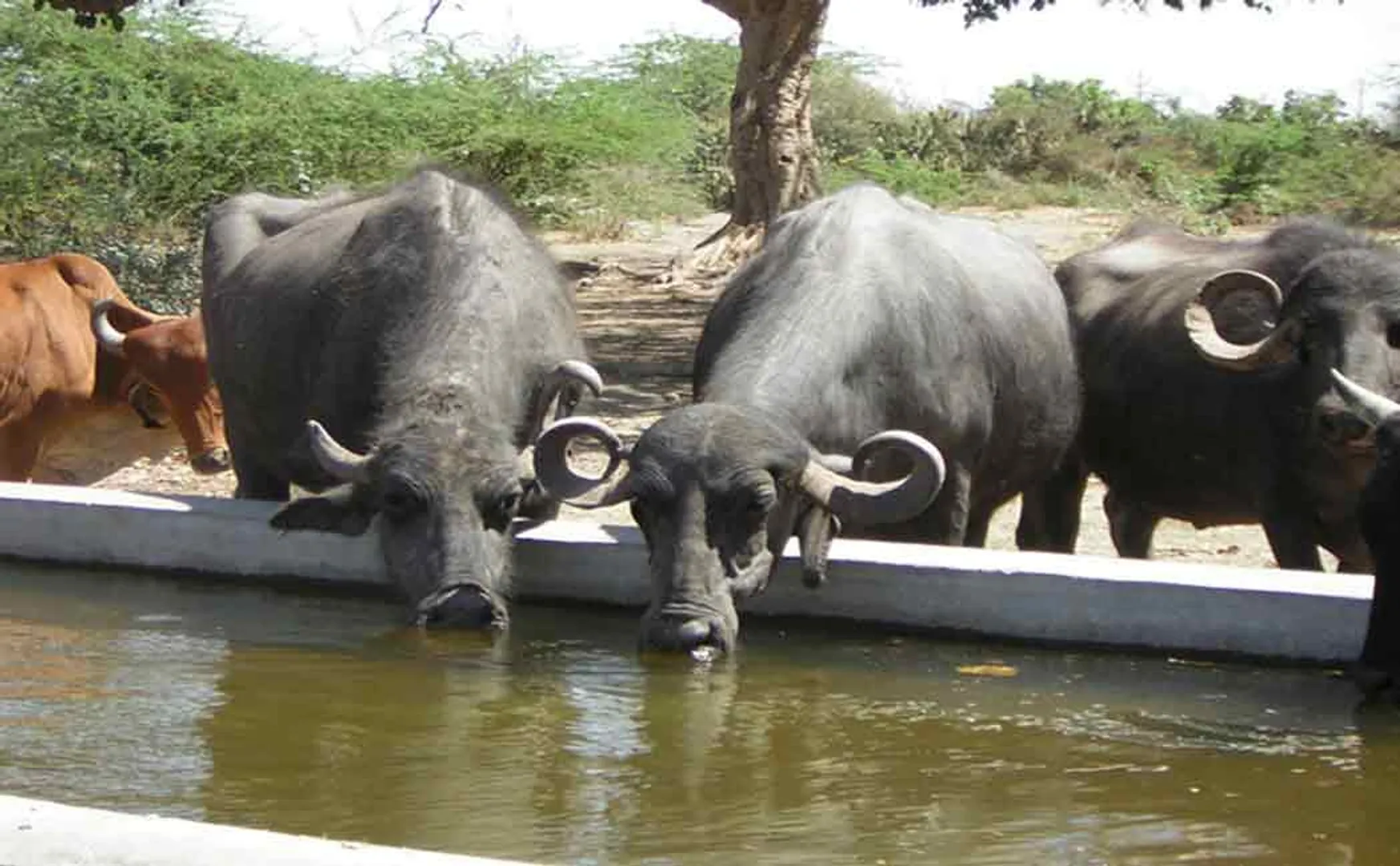madhya pradesh officer takes buffalo as bribe