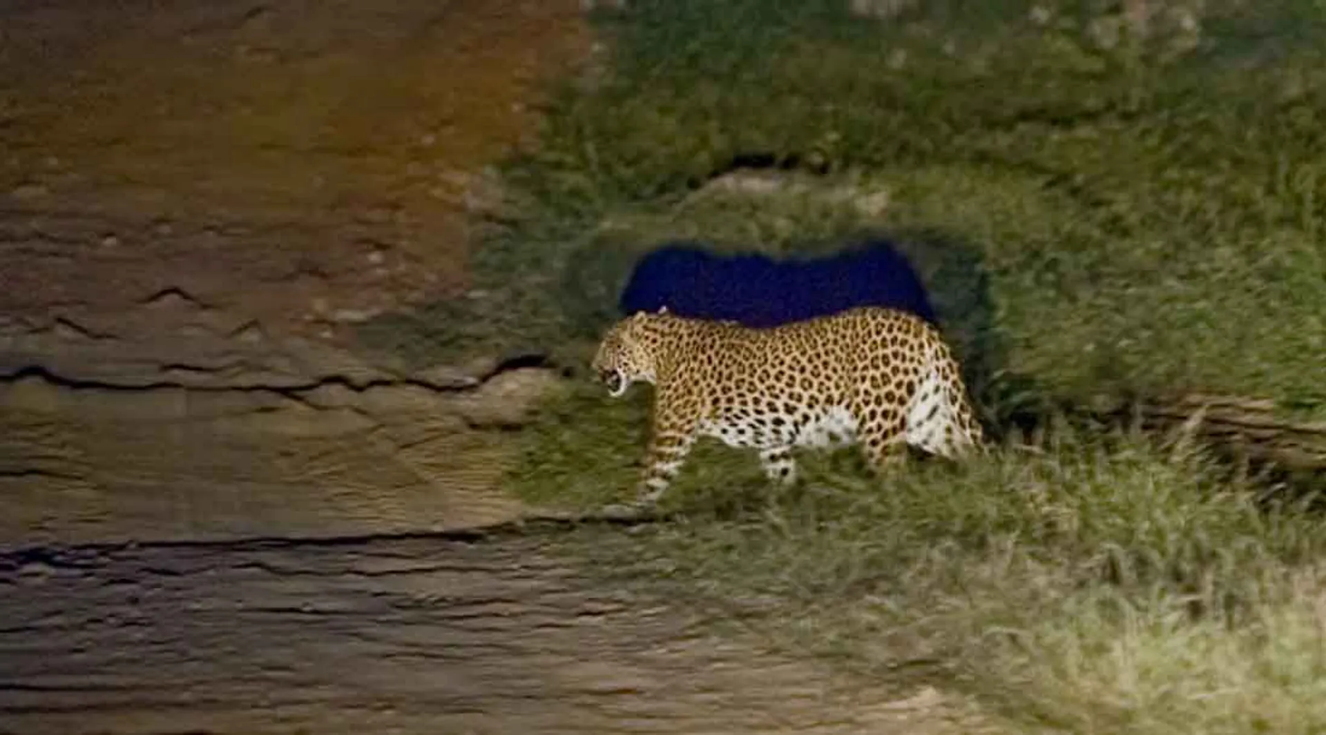 leopard  