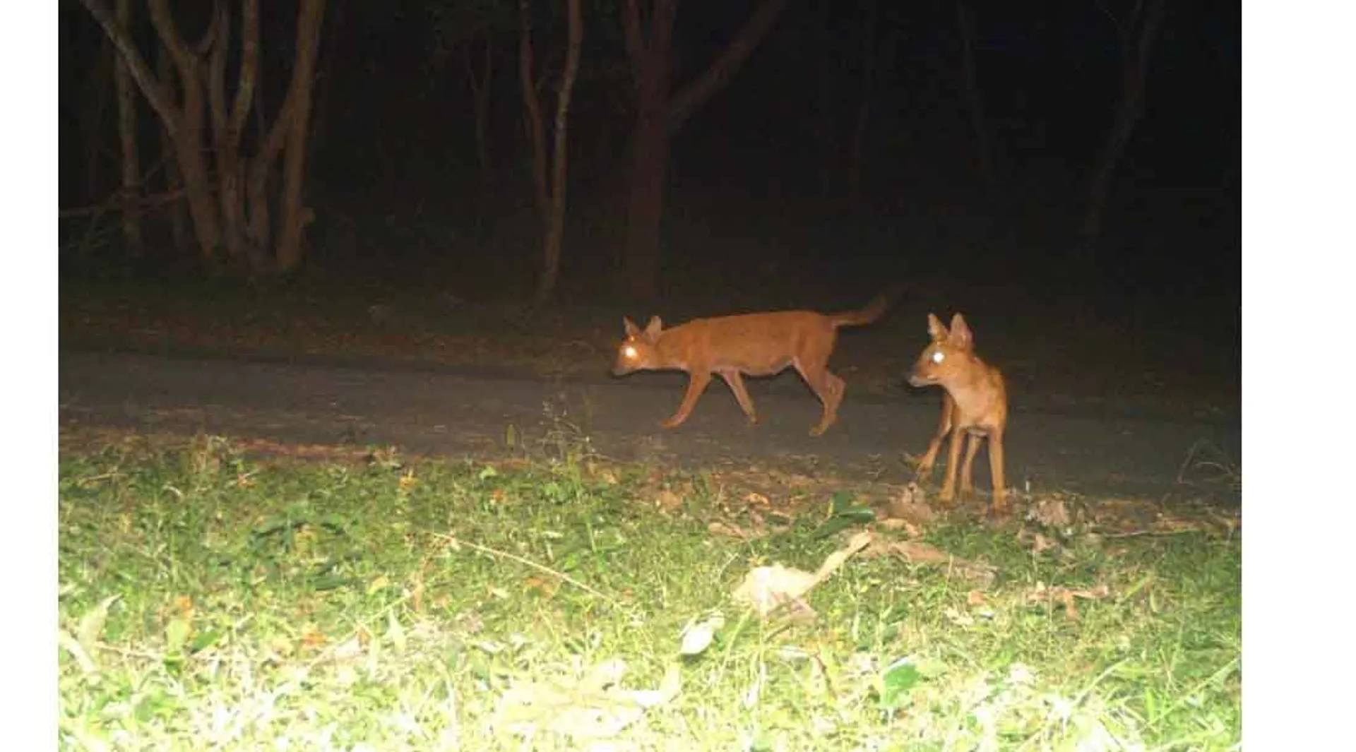 Forest Animals