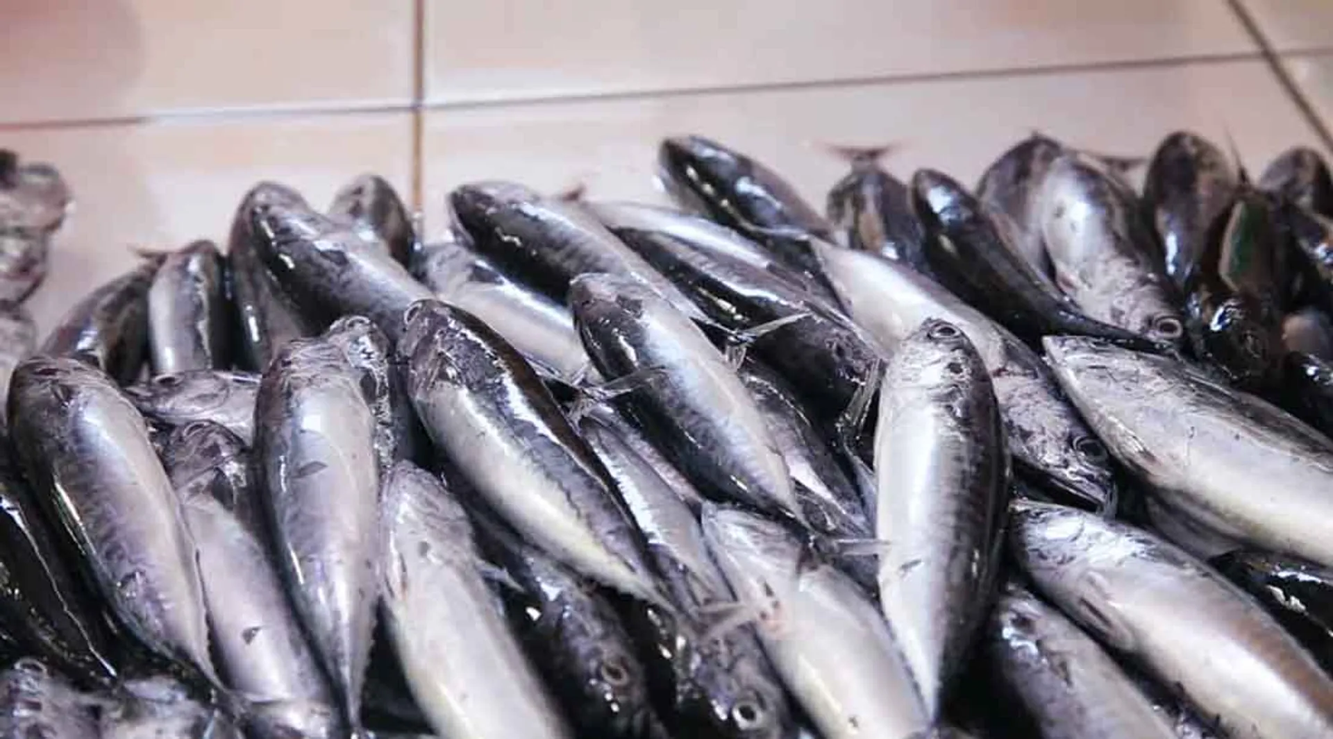 fish