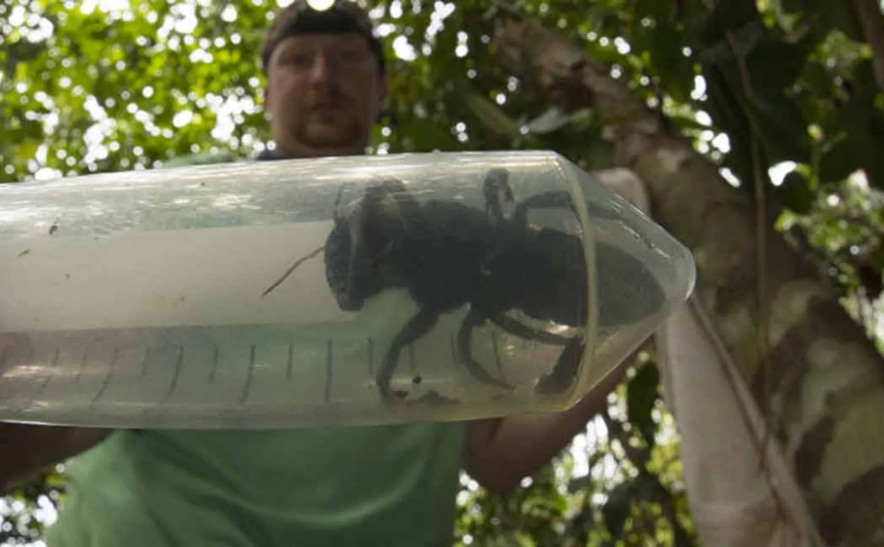 Wallace’s giant bee