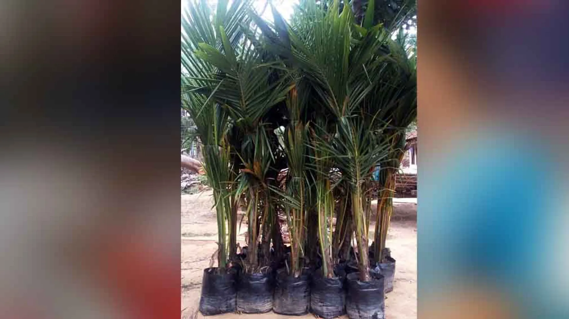 Coconut trees