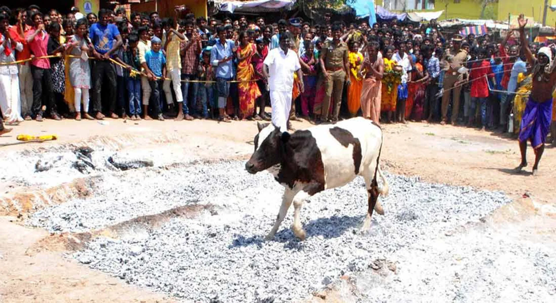 cow