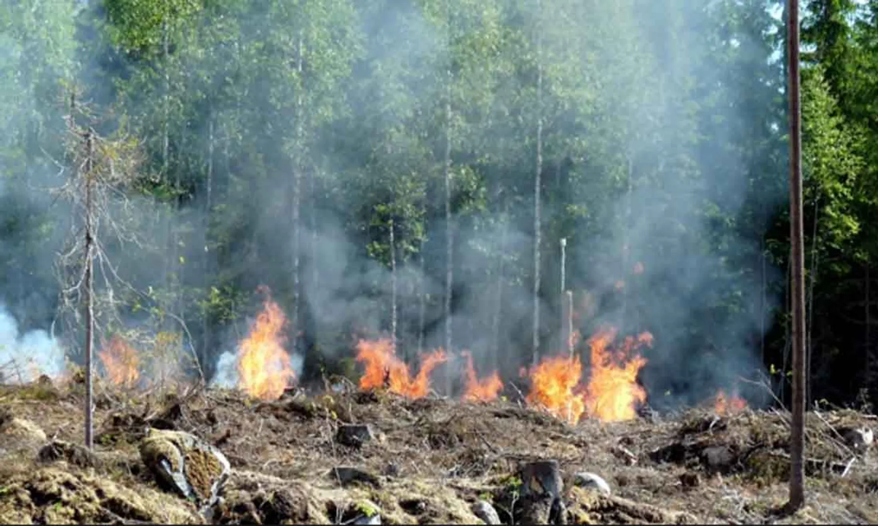 forest fire 