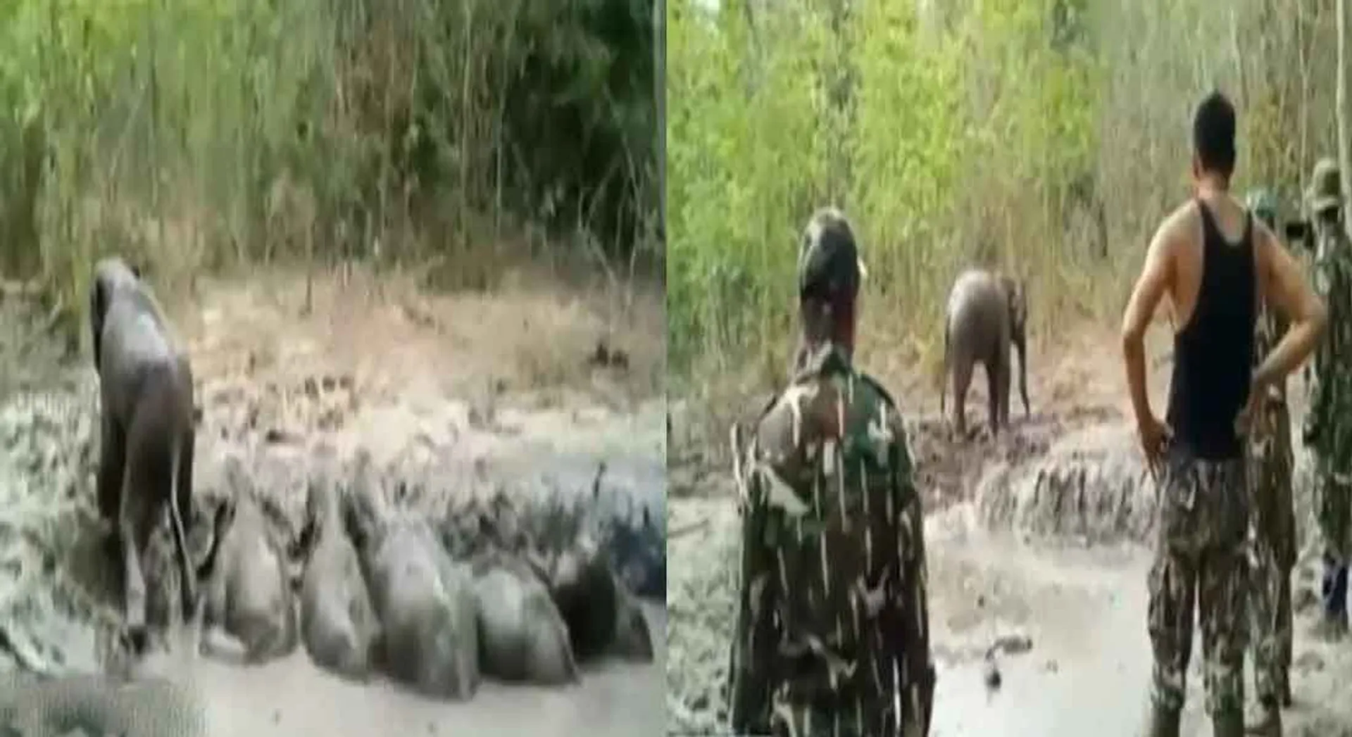  Forests officer saved the elephant
