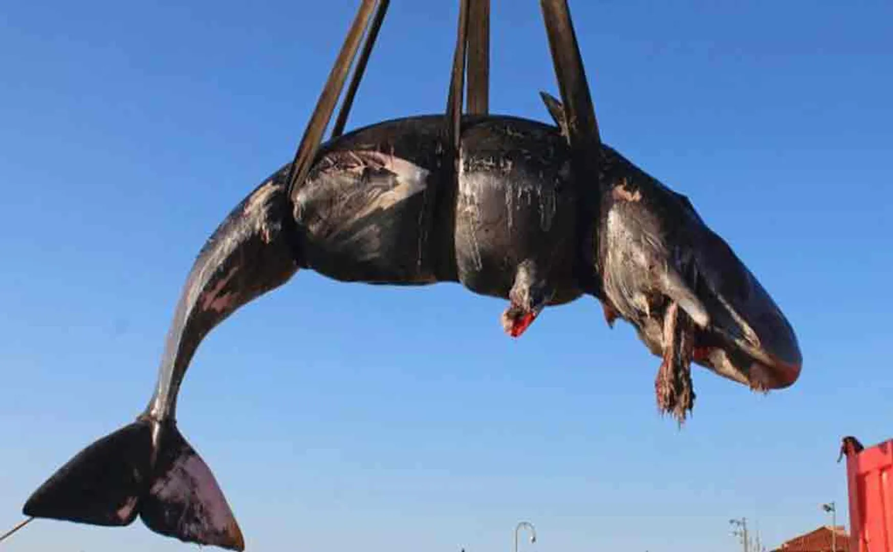 pitiful whale dead after swallowing 22 kg plastic