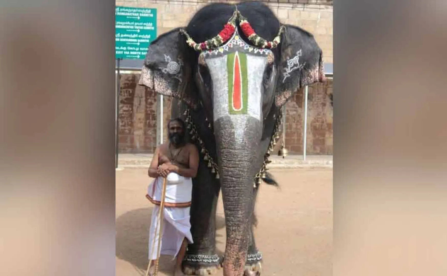 After 6 years,  Sridhar joins with Srirangam Andal elephant