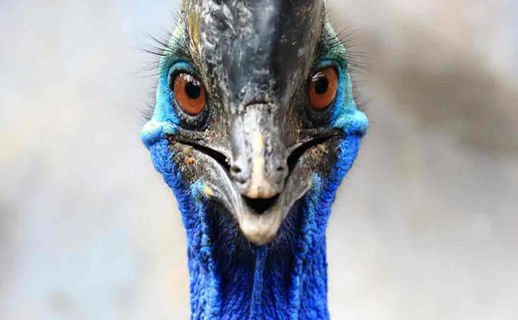cassowary bird attacked its owner