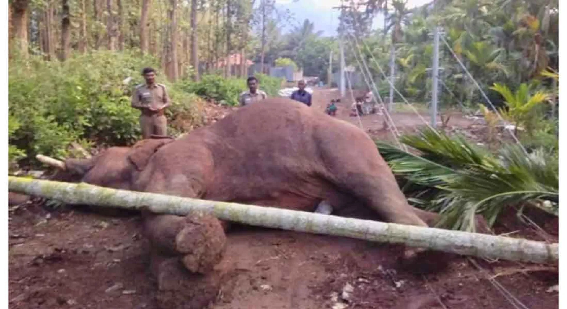   wild elephant died in electric power