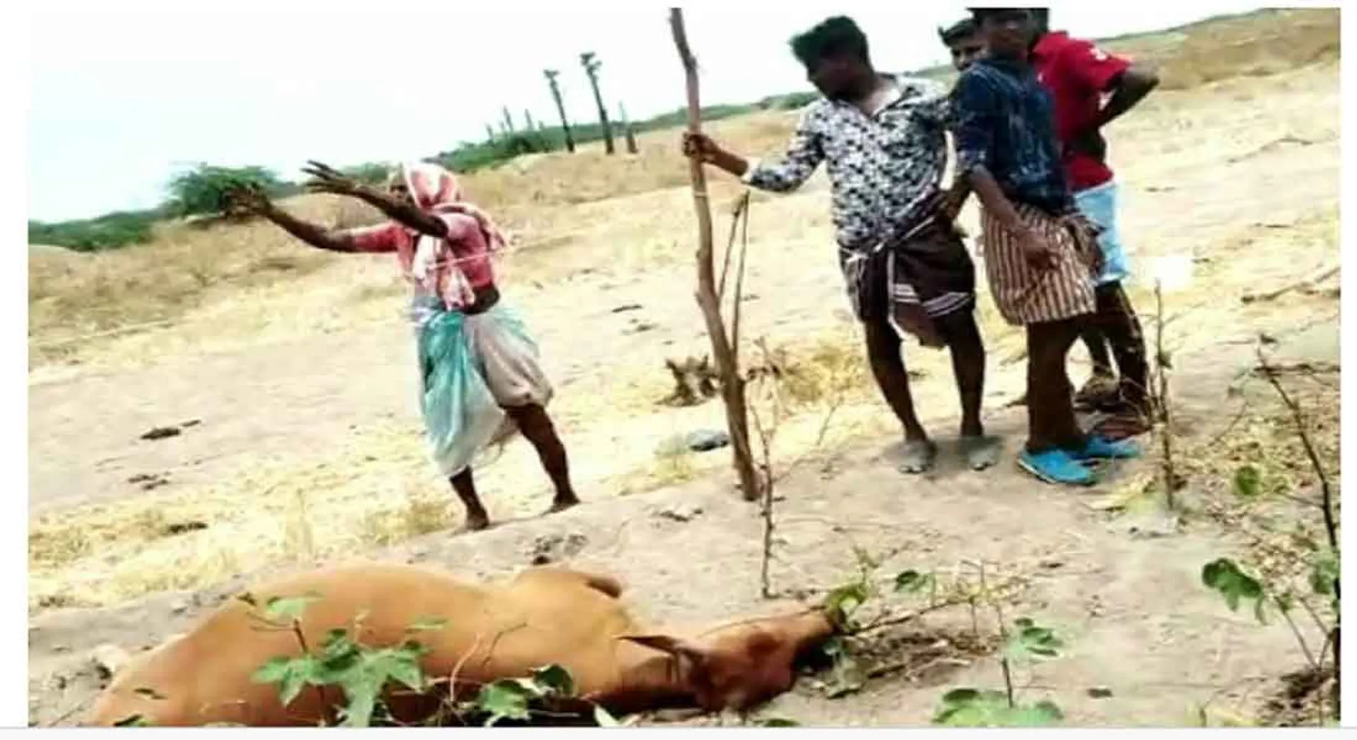 cow 