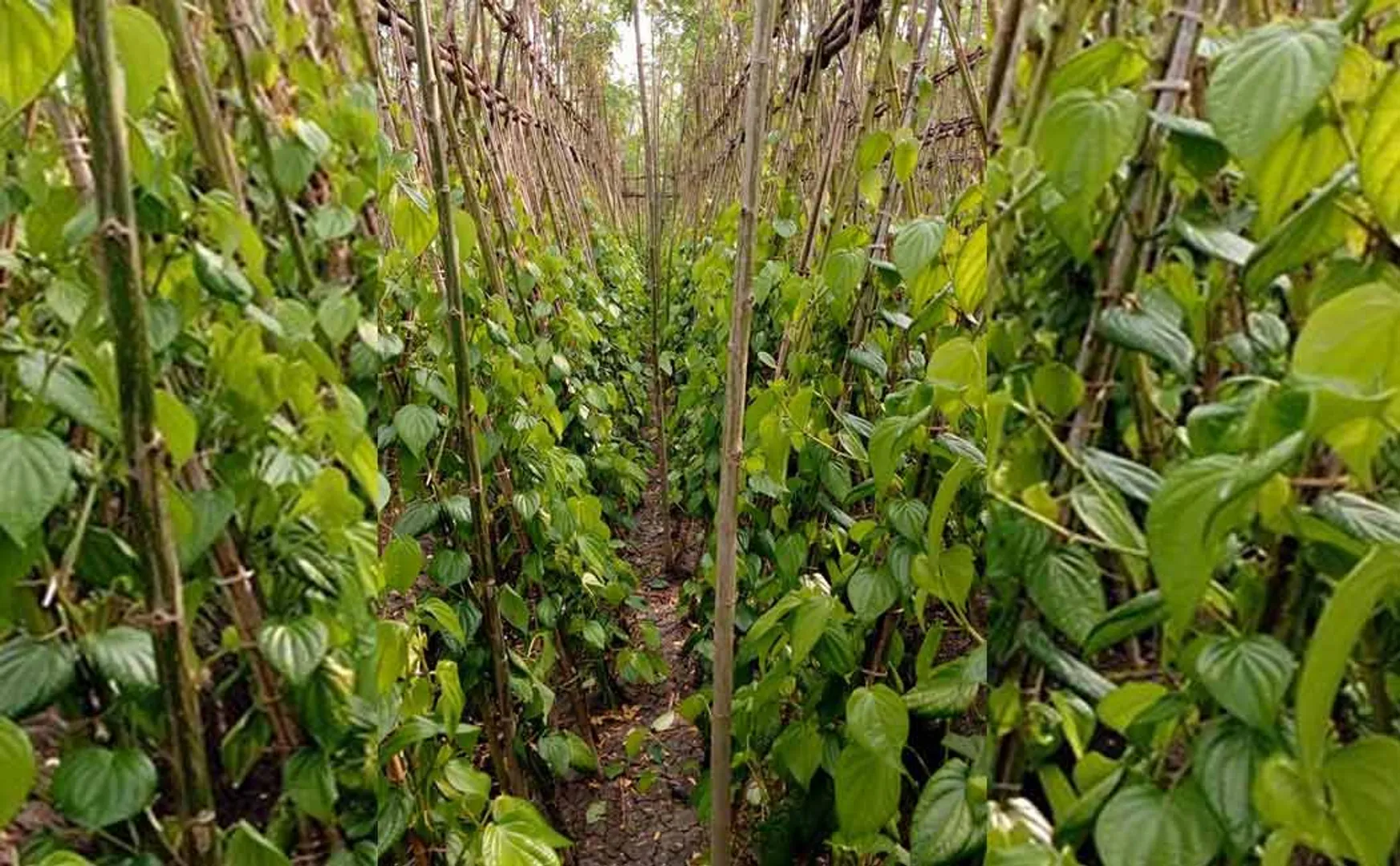 Farmers shocked by the falling price of betel
