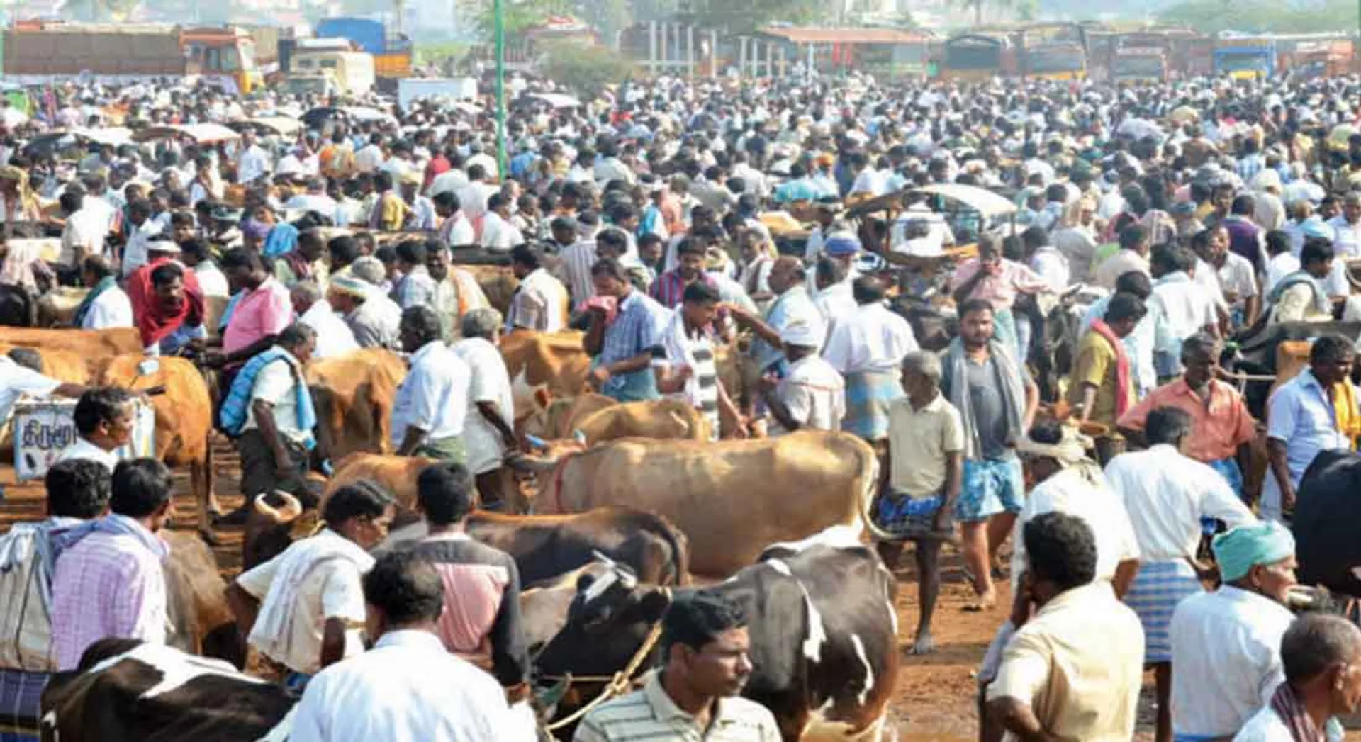 cow market 