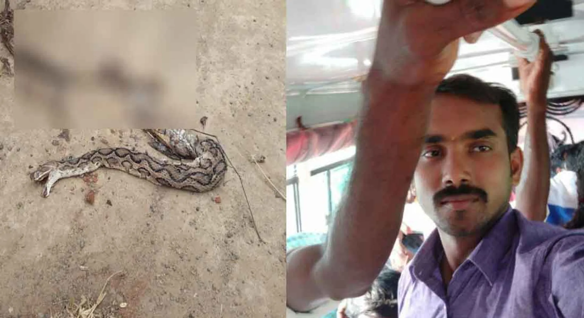   Snake bite conductor death in thanjai  