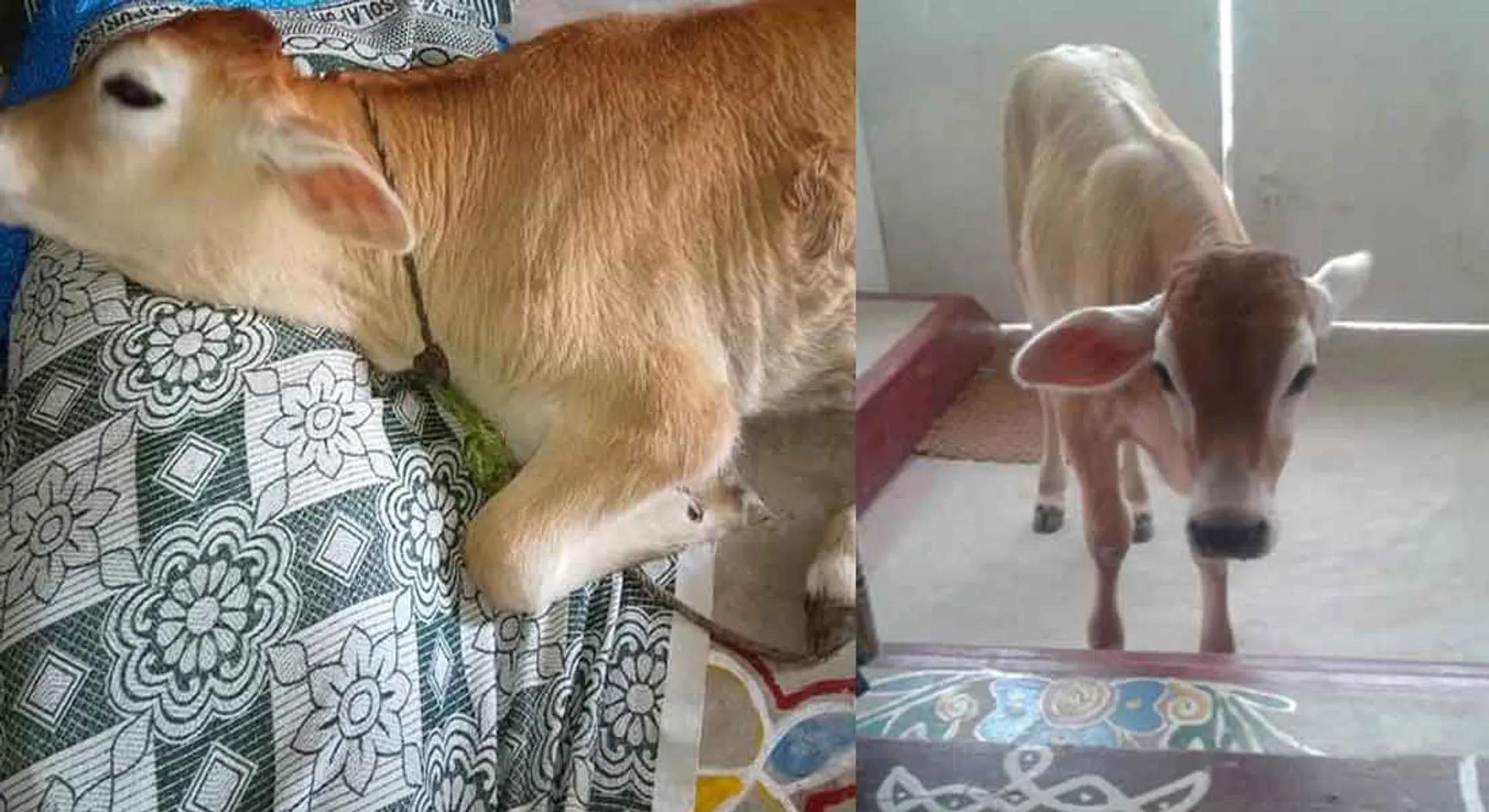  not sleep without pillow...funny calf