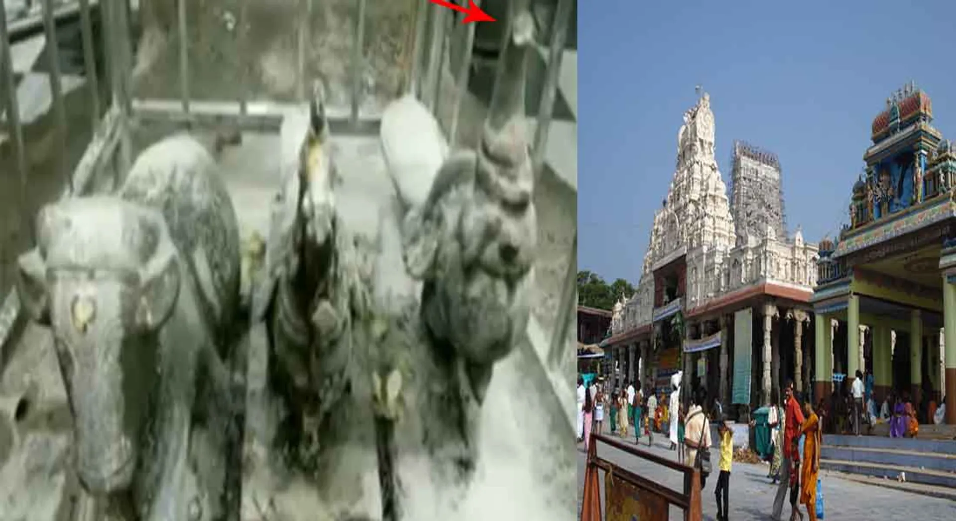  The disappearance of the Thiruchendur peacock statue ... the case on five persons