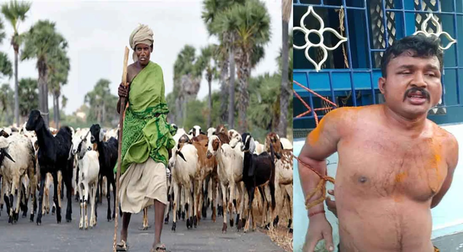 goats 