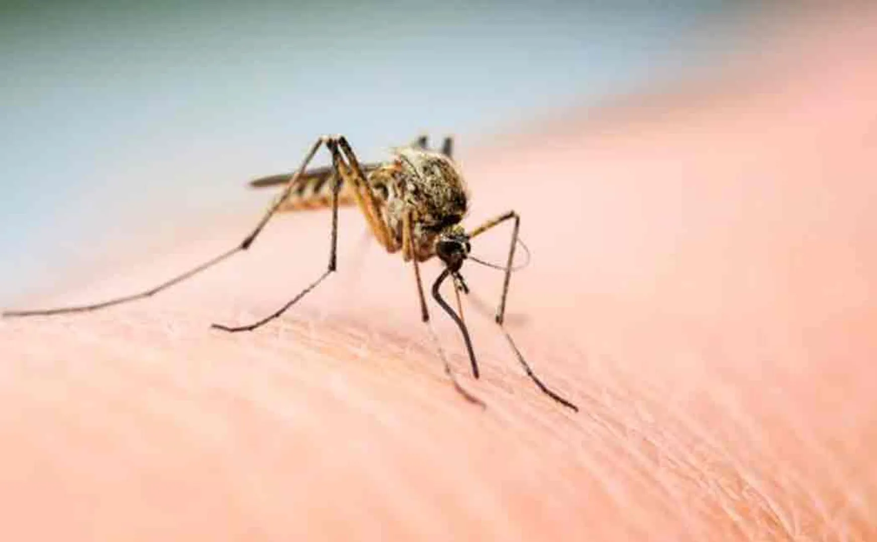 mosquito used as anti dengu agent in colombia 