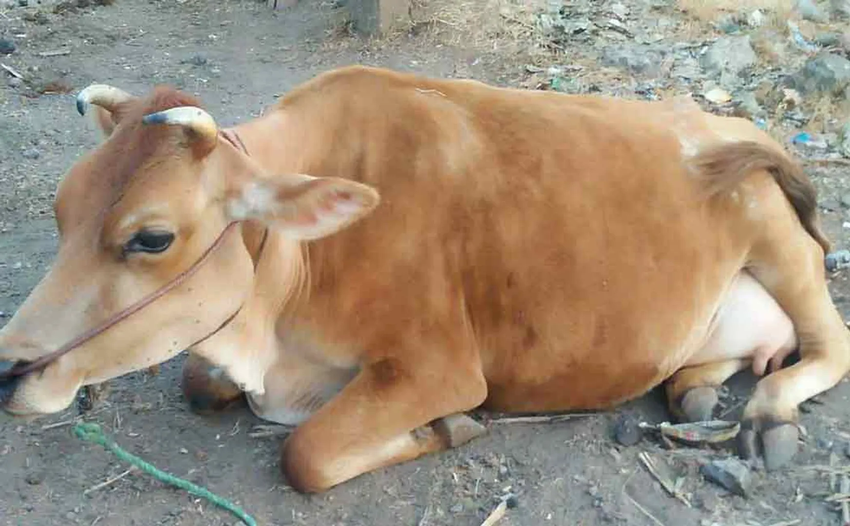 vinayagam 
