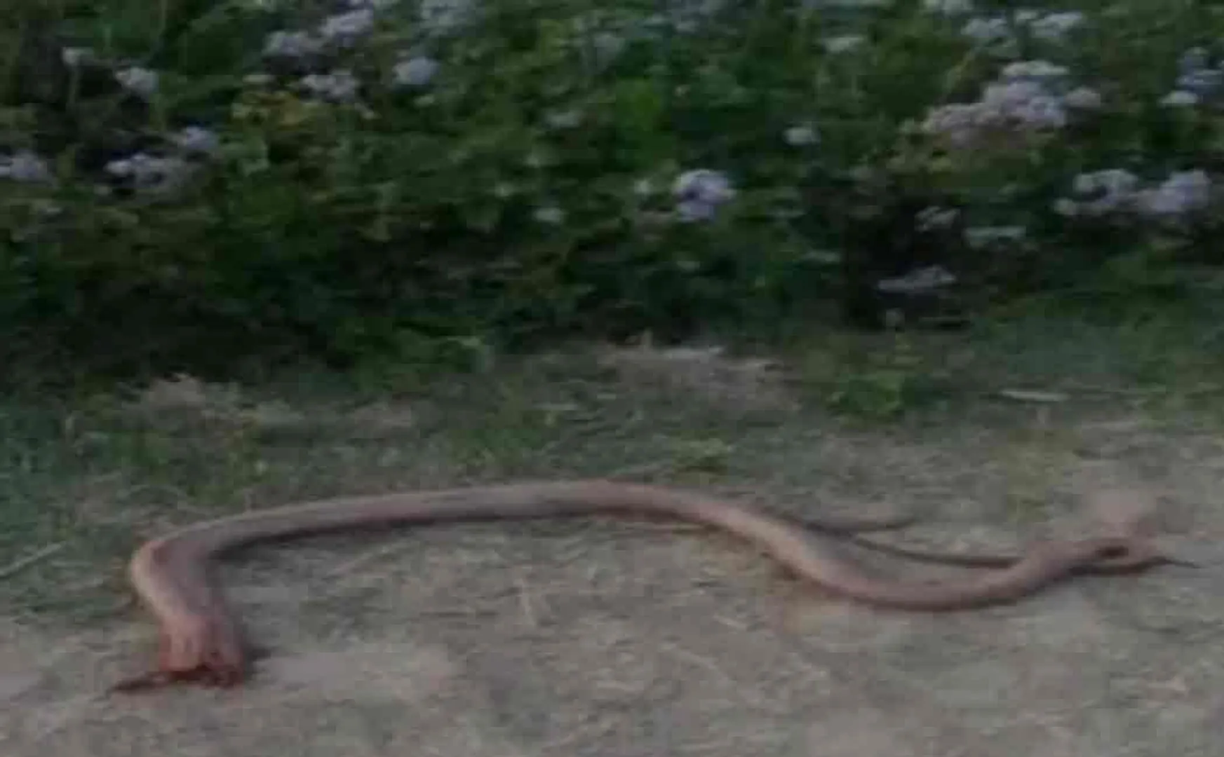 man bites snake which bite him and lead to death