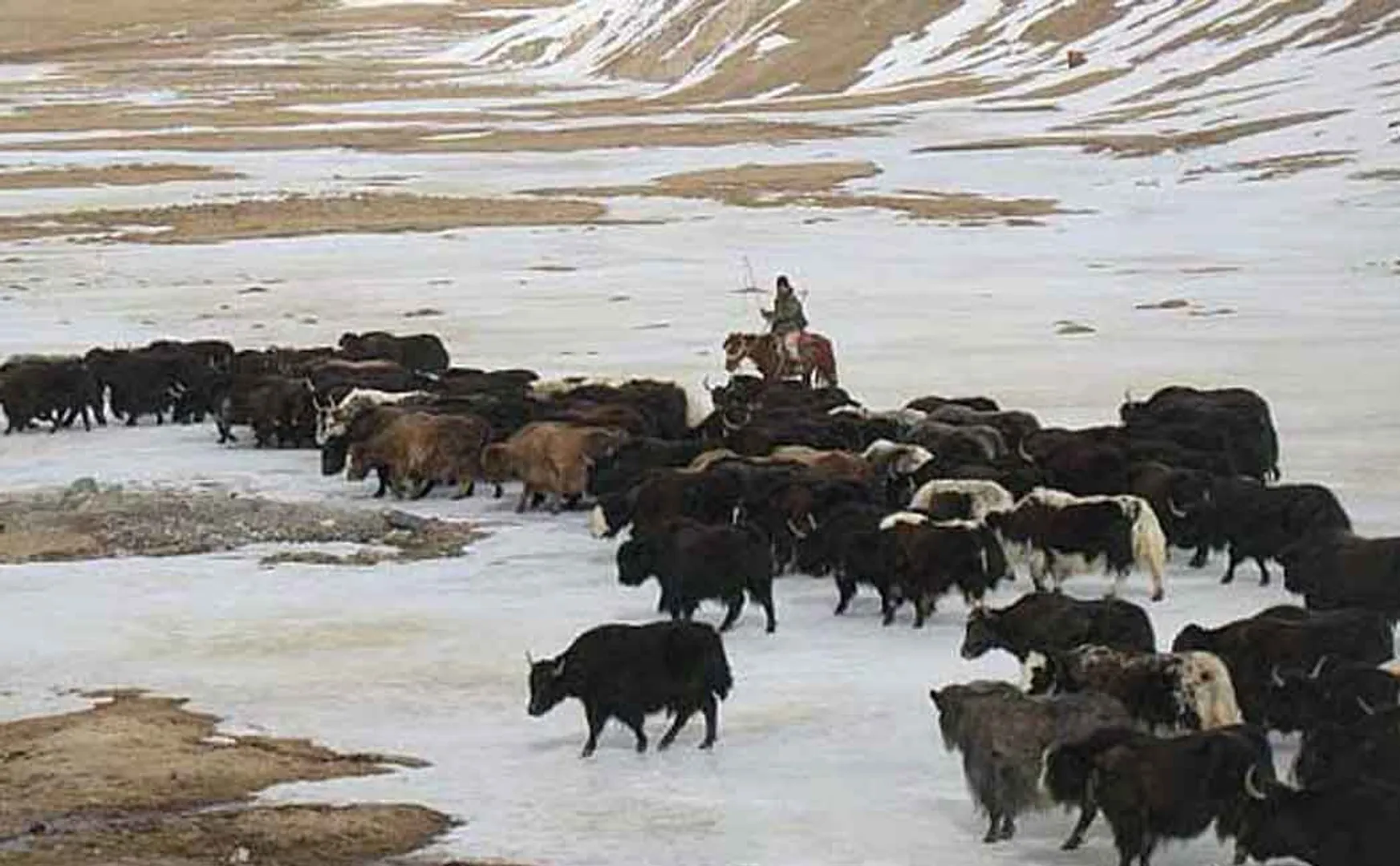 300 yaks died in sikkim due to excessive snowfall