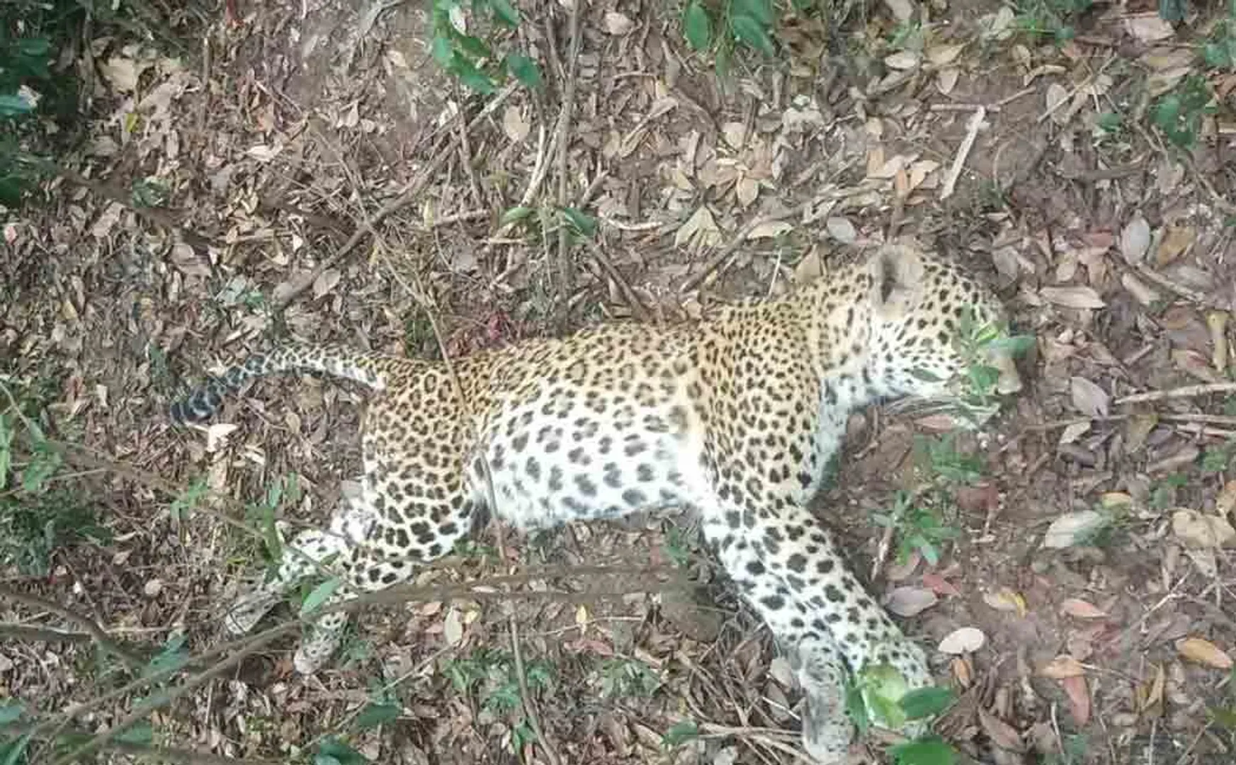 cheetah 