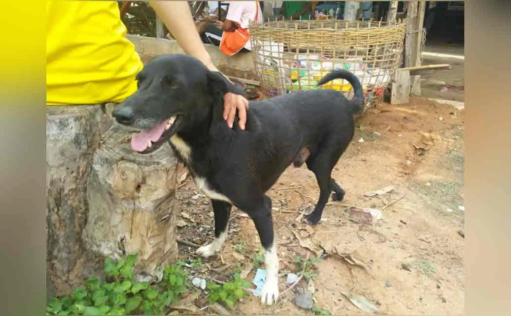 thailand dog rescues a burried child alive