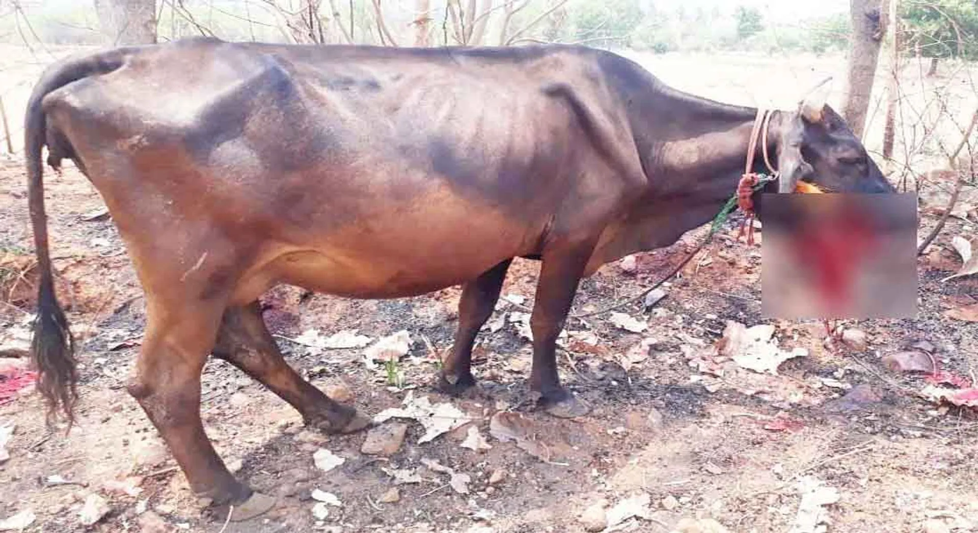  Cow injure in explosion in vellore  