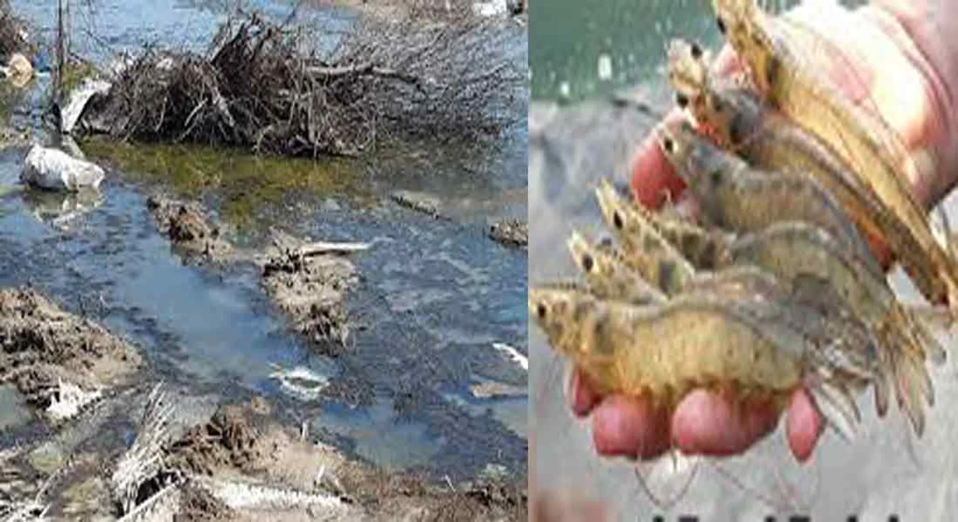 water famine caused by Shrimp Cesspool -fishers report 