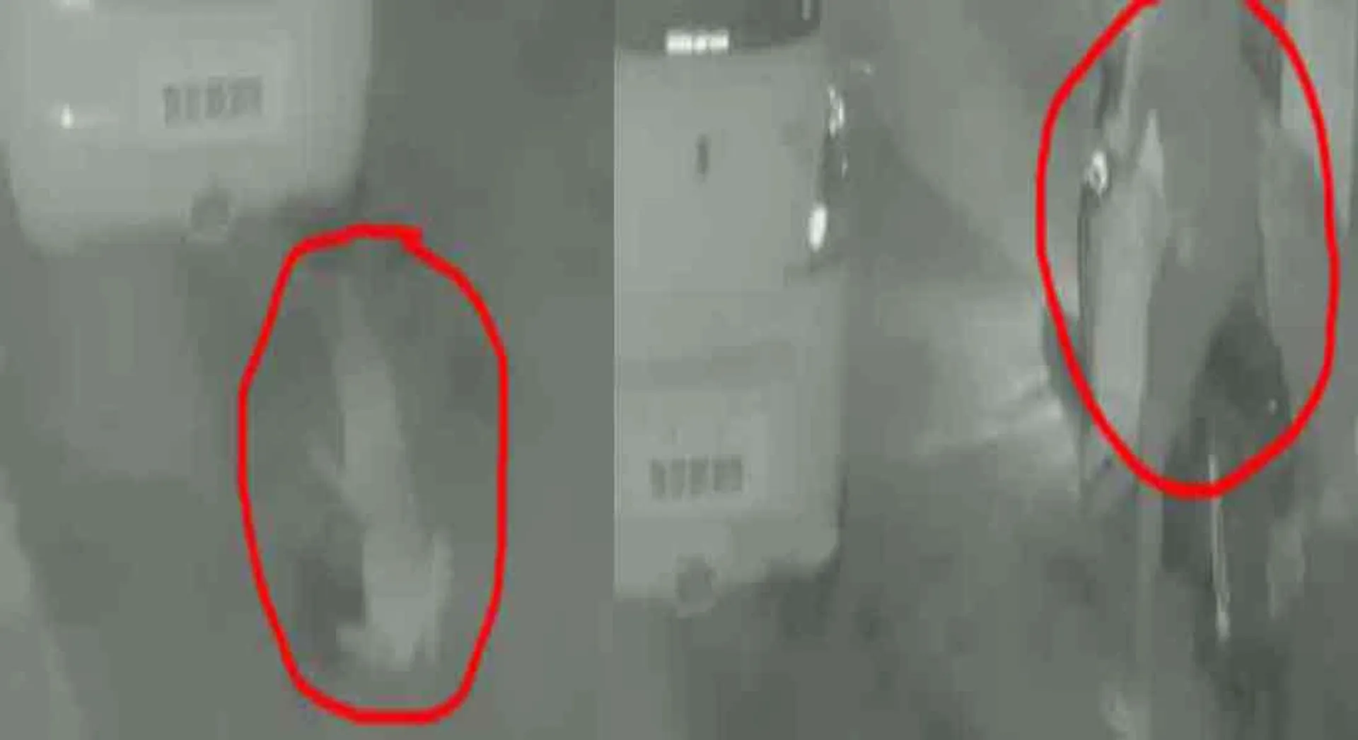 poisoning to 15 street dogs... people report with cctv footage  