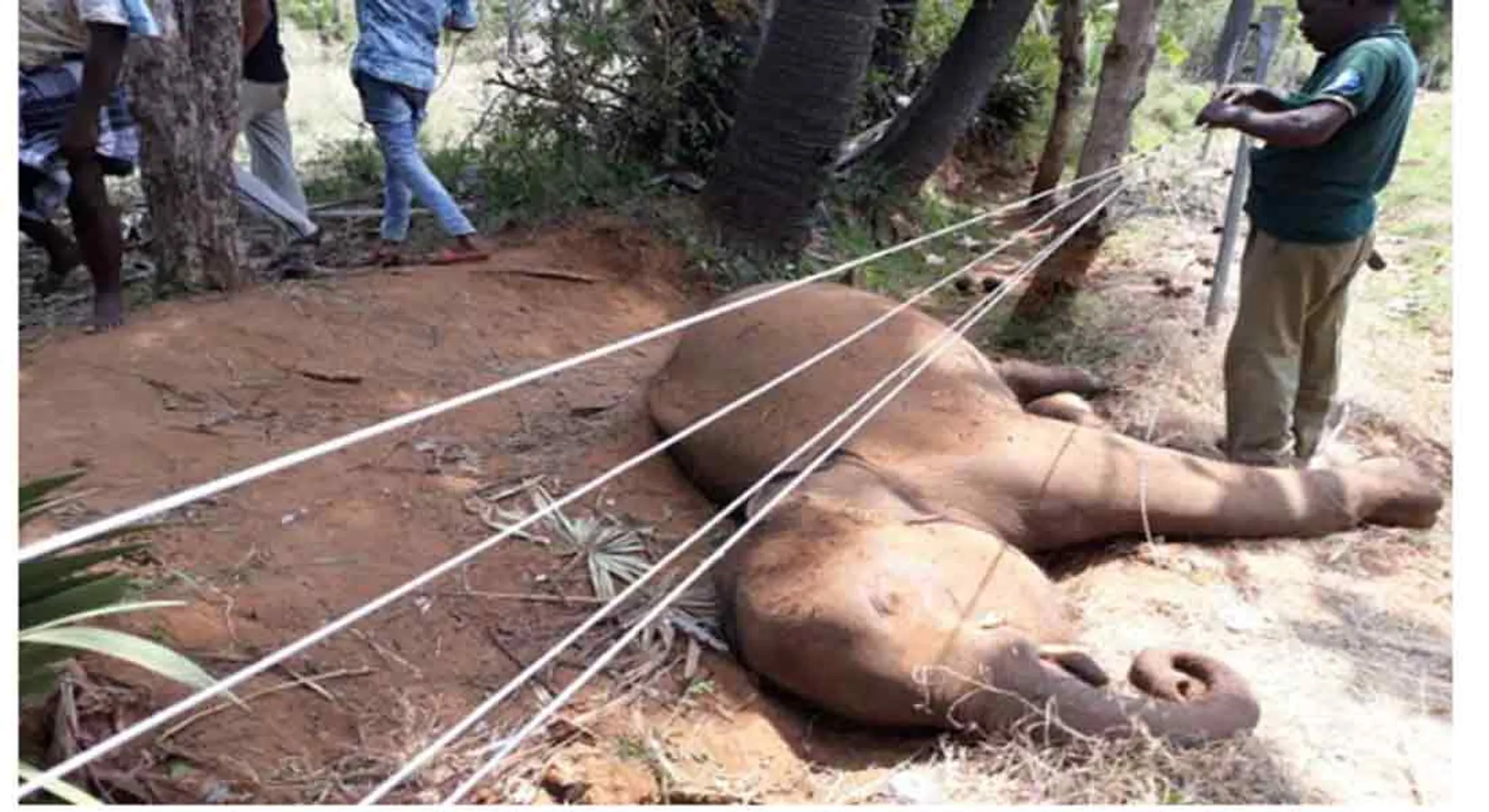  Woman elephant dies 