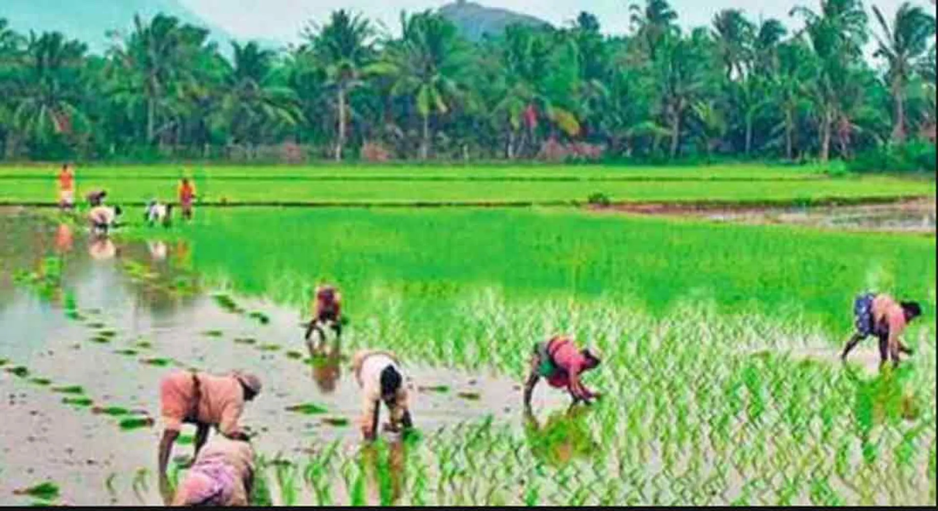 Citizens insurance for 4204 farmers Rs 13 crore! Action by the District Collector