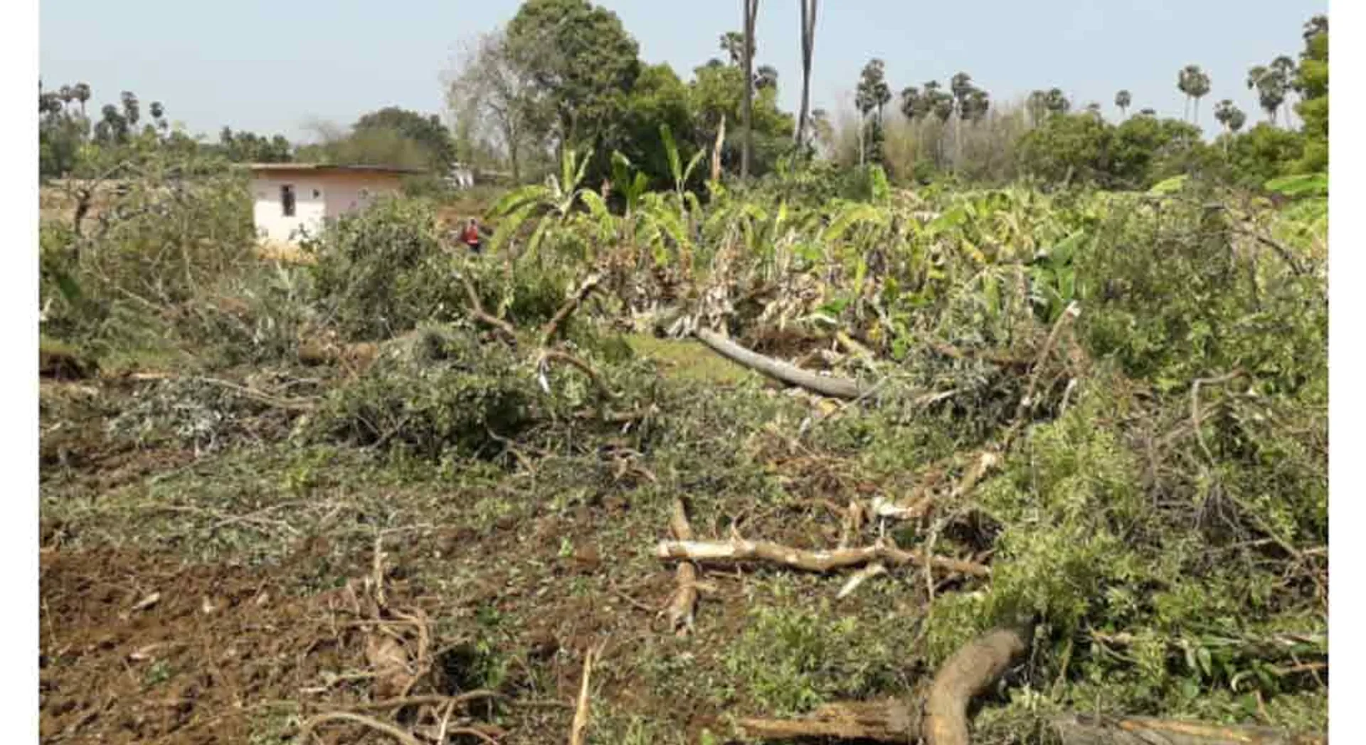  Farmers protest against the road for destroyed Banana plantation