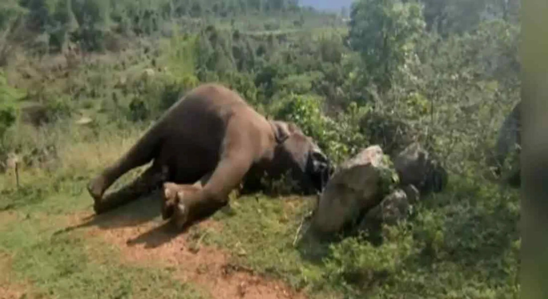 The mysterious people who cut the dead elephants Ivory